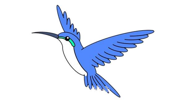 蜂鸟简笔画的画法步骤图解教程