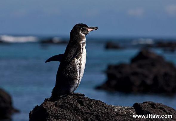 加拉帕戈斯企鹅galapagos penguin