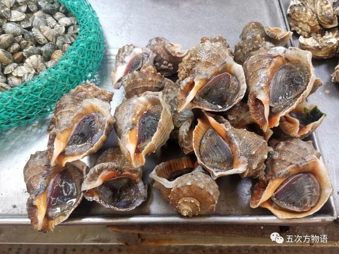 图二十二 纵肋织纹螺         图二十三 脉红螺         图二十四