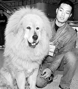 这只藏獒咋看都像头狮子