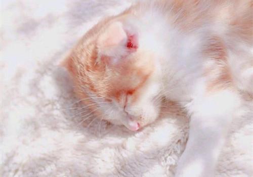 超软萌奶猫可爱图片_喵在你的怀里