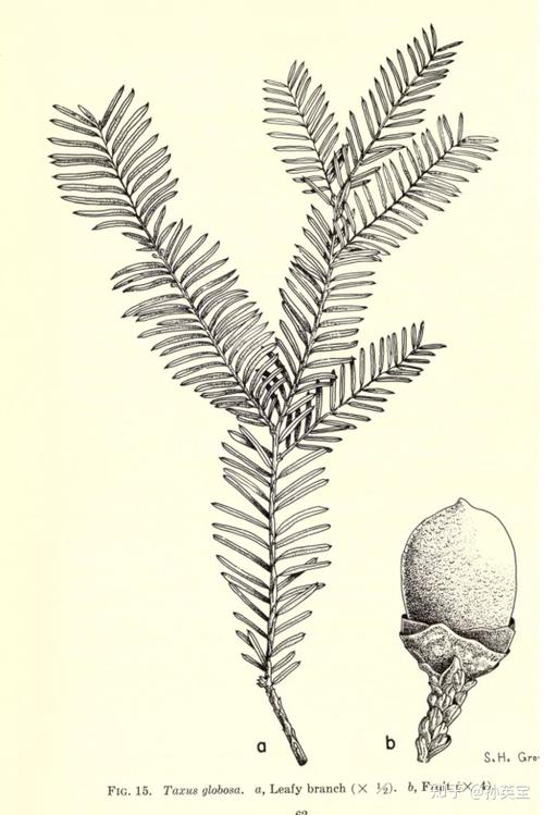科学绘画裸子植物类的红豆杉家族成员