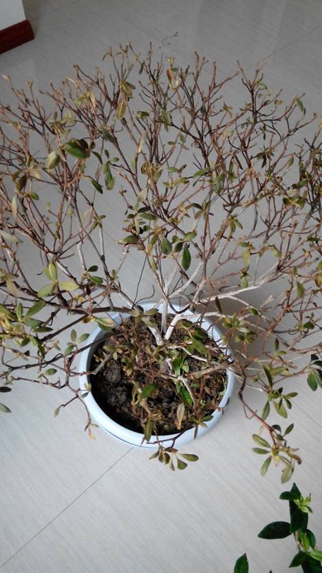 杜鹃花的叶子掉光了咋办啊是死了吗还能救活吗