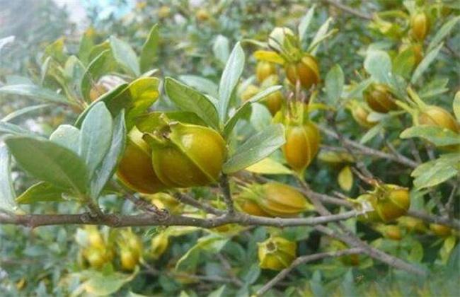 农村网 > 种植 > 栀子 > 正文 栀子别名黄栀子,山栀,是我国传统的中