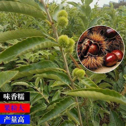 惠农网 板栗树苗 大红袍板栗苗 嫁接苗 0.5~1米 手机预览