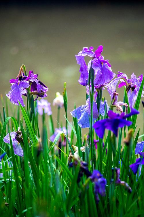 花菖蒲的花语:信者之福