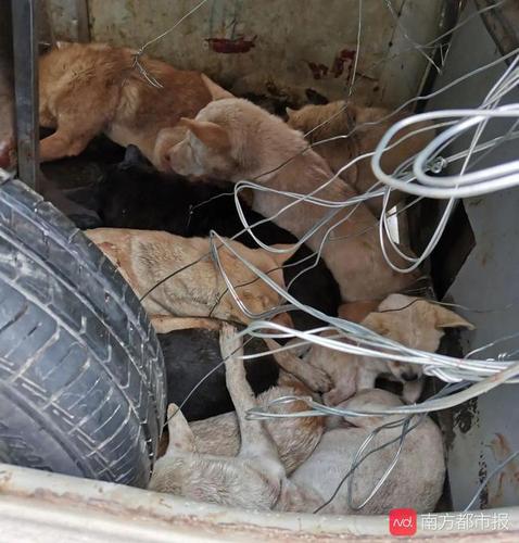 两男子在普宁陆丰等地用铁丝套狗偷狗已落网!警方发认领通告