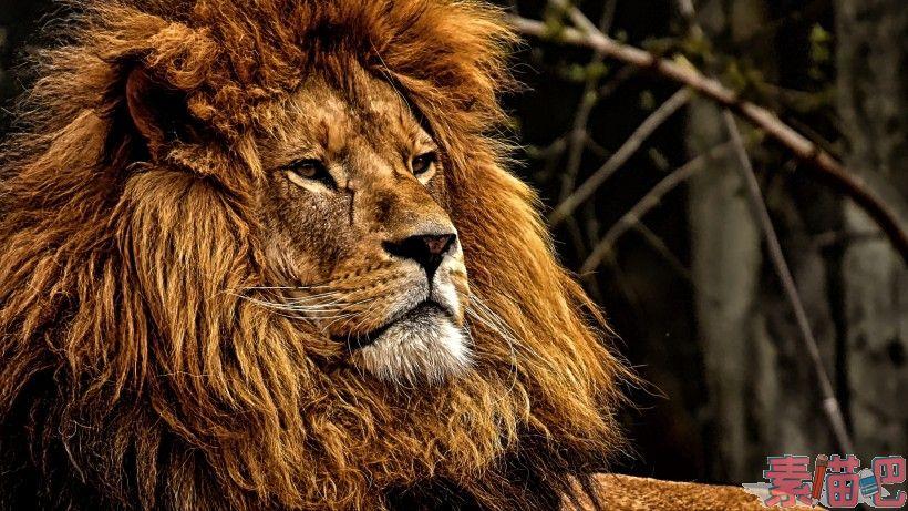 威风凛凛的雄狮图片(14张)