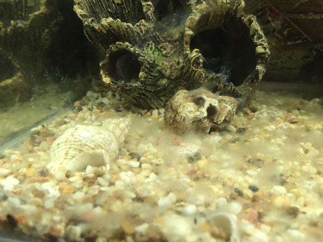 我鱼缸底部长了很多绒毛,这是什么原因?怎么引起的?