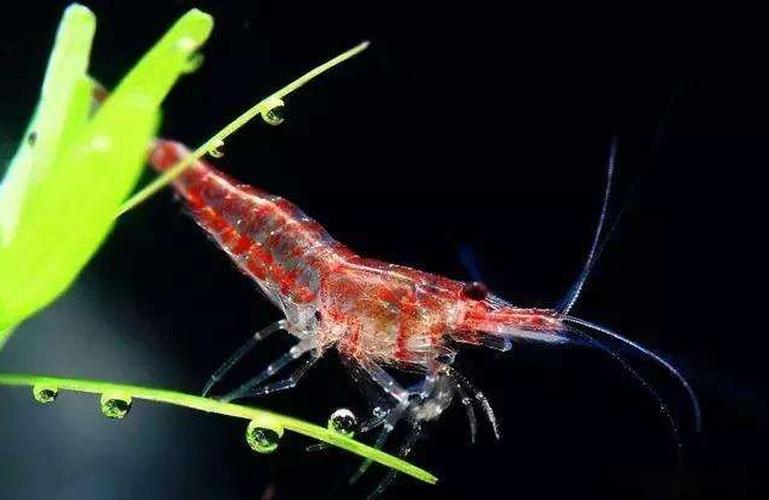 观赏鱼观赏虾能养同鱼缸里吗?鱼虾混养攻略来了:我愿称之为最强