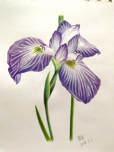 彩铅画鸢尾花