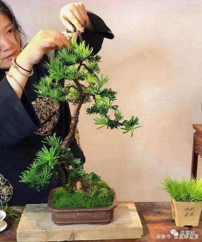 雀舌罗汉松盆景怎么修剪养护的方法