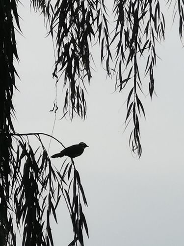 柳影鸟影,画面和谐,镜头中,是一幅快乐的清晨鸟鸣图.