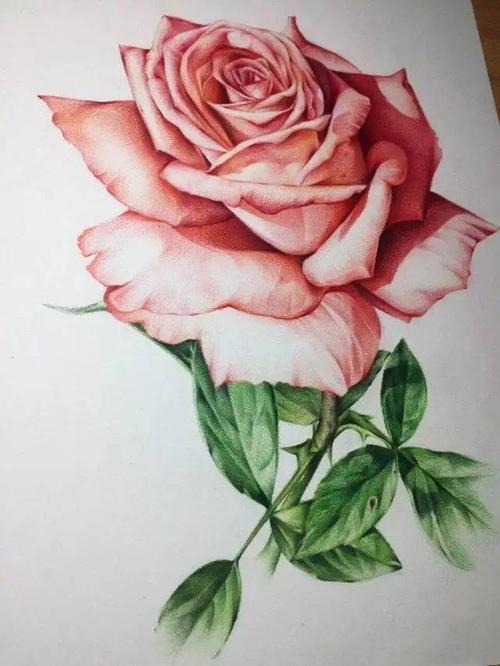 彩铅花卉步骤丨送您一朵漂亮的玫瑰花,彩铅画玫瑰花的步骤教程_视频