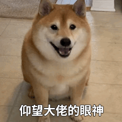 萌宠gif汪星人gif仰望大神的眼神gif崇拜gif呆萌gif逗gif