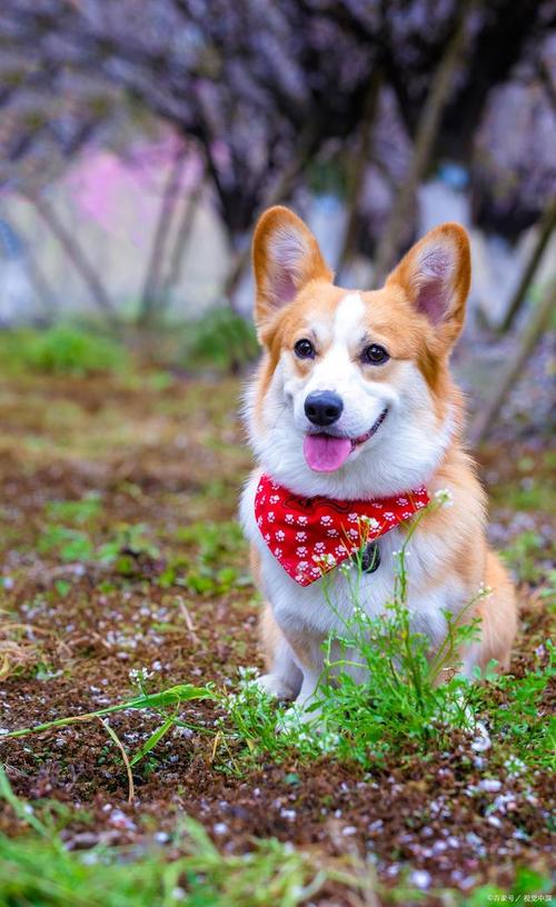 瑞典柯基犬