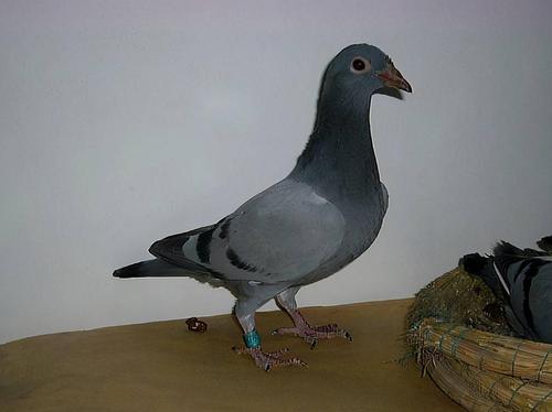 你要选择其它羽色的优质的鸽子,相对瓦灰鸽来说其实是