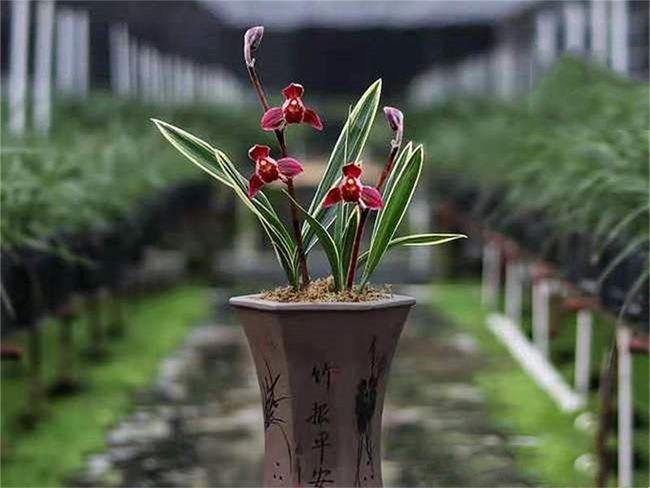 墨兰红神荷,一款品相独特的兰花,盆栽花大色艳,拍照十分美