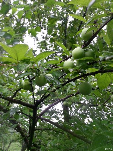走马观花—桤木河湿地公园_朗逸论坛_xcar 爱卡汽车