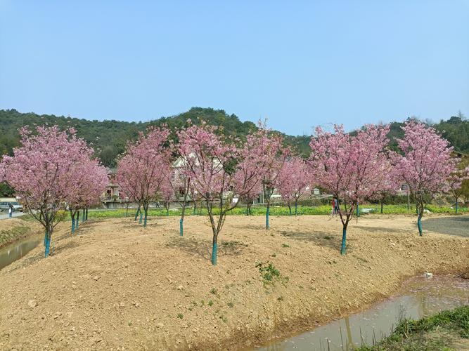 醉美湘潭七星村200亩樱花争相怒放