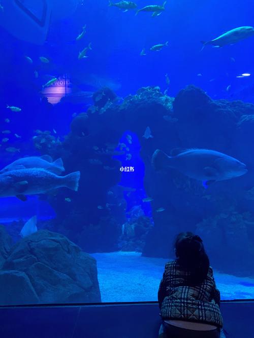 海洋世界遛娃|成都的海洋世界_周末_亲子游_剧院_游泳