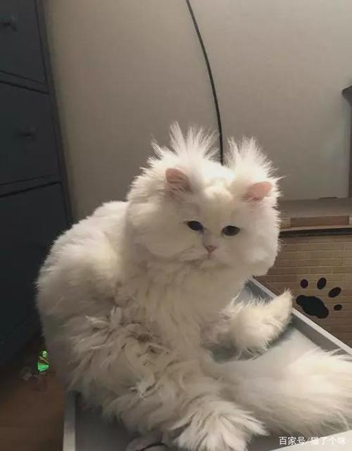 这,大概是我见过最潦草的一只猫了