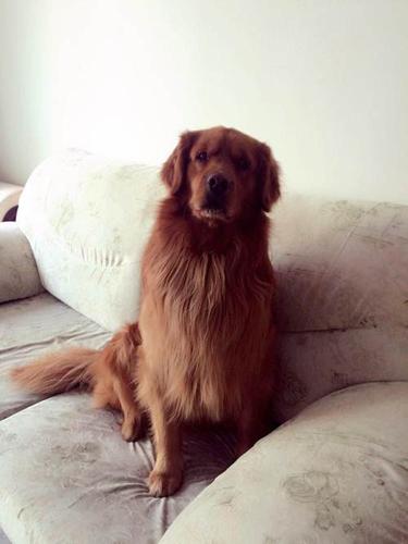 出售熊版枫叶红金毛狗狗—德阳金毛犬