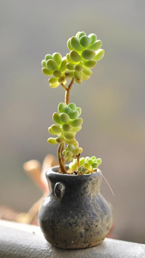 肉肉植物多肉植物品种及名称