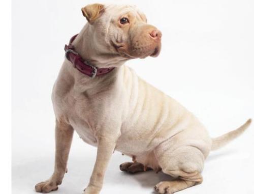 沙皮狗聪明机智看是凶猛其实忠实可爱喜欢同儿童玩耍