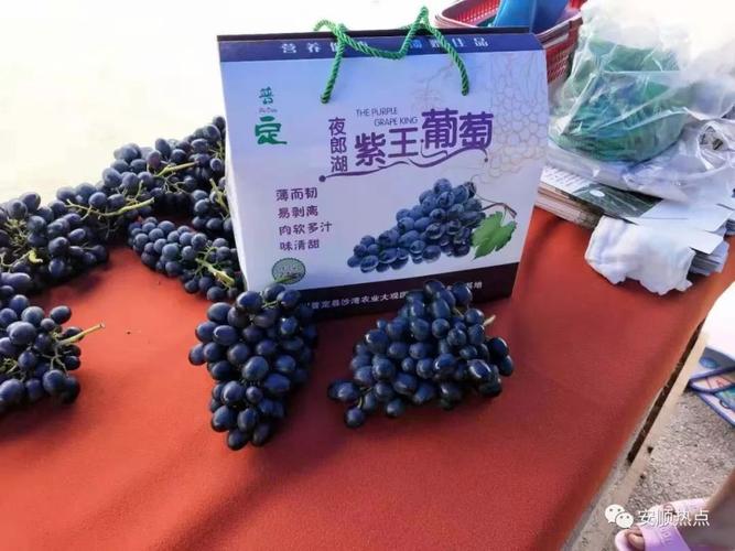 七夕采摘游!普定沙湾紫王葡萄熟了,看得口水来