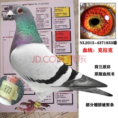 鸟赛鸽公棚大鼻子鸽名家鸽子种鸽幼鸽 驼色nl4371833 荷兰原环克拉克