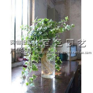 水培植物花边常春藤青叶常春藤 美化室内净化空气垂吊