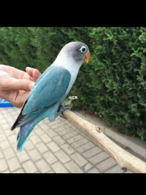 牡丹鹦鹉_鹦鹉_牡丹_牡丹鹦鹉_宠物_宠物其他