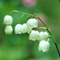 铃兰花女生用的头像【点击鼠标右键下载】