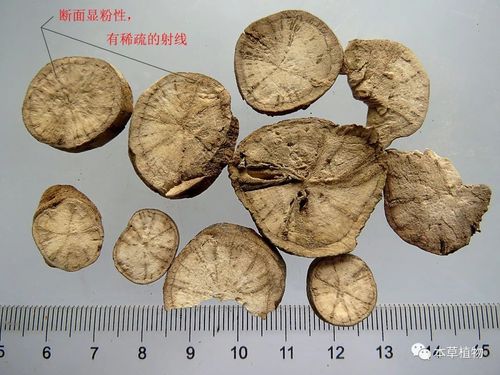 物种资讯 植物资讯 赤芍饮片;图片来源:冬凌草 18,黄连:毛茛科植物