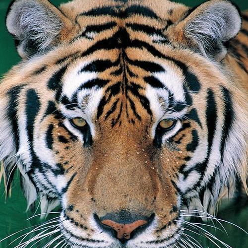 凶猛老虎头像图片