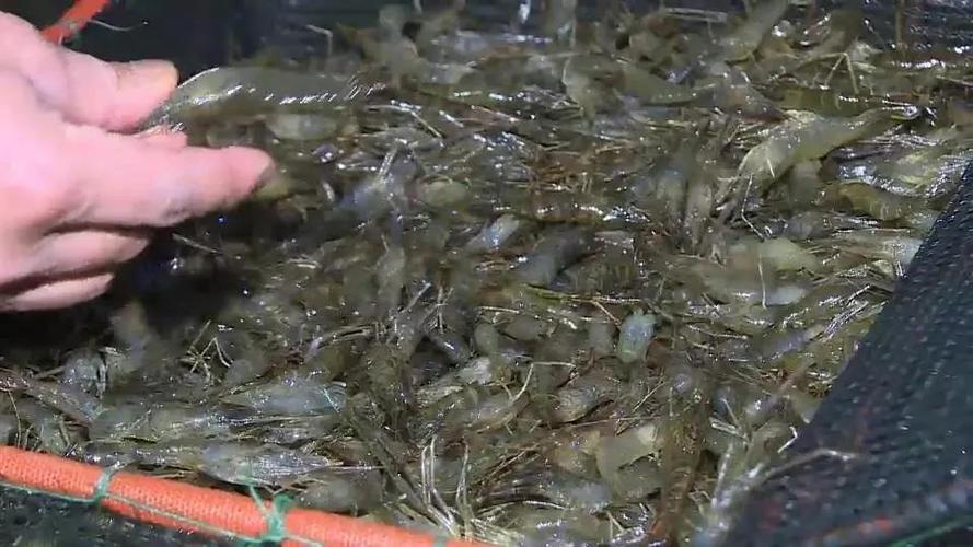 太湖2号青虾虾种春季养殖技术要点