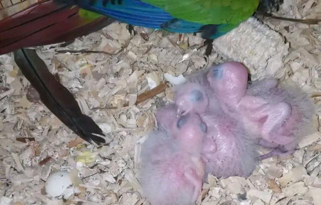 为什么有些饲养者买到的小太阳鹦鹉并不如他想象中那么听话呢?