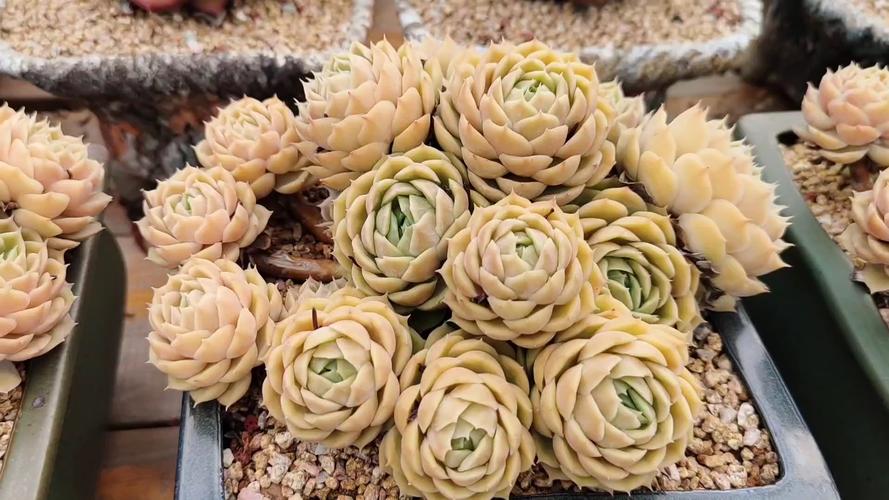 多肉植物昂斯诺的美感受一下这果冻色太迷人了