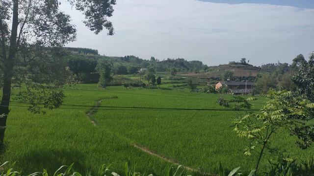 四川威远县狠抓粮食生产 力促稳产提质