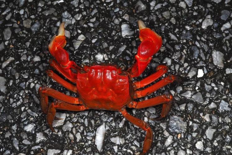 介绍几种可爱的观赏蟹你在水族市场上看到过吗