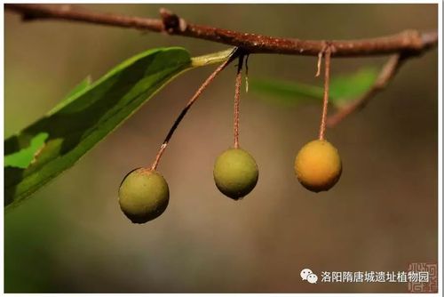 紫弹树