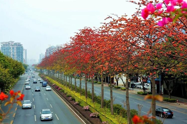 木棉花很特别,开花的时候没有树叶,让出整树的空间衬托花的娇艳.