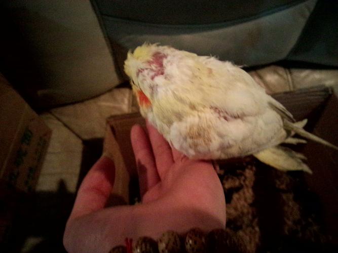 请问这黄化玄凤鹦鹉大概有多大了,喂什么好啊!