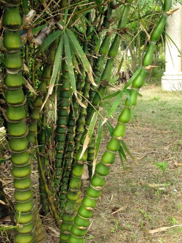 倒竹伞植物图片