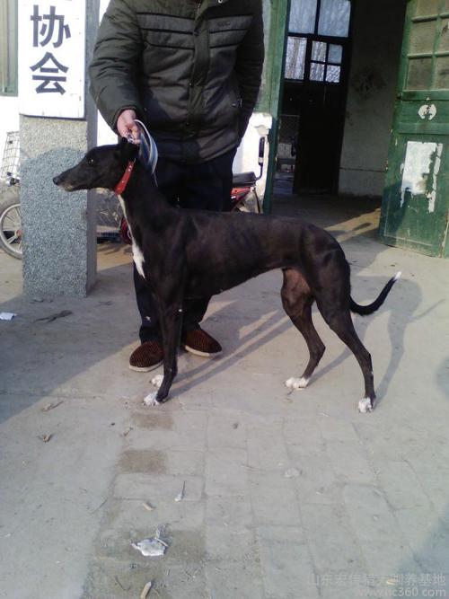 供应公 母格力犬灵缇犬