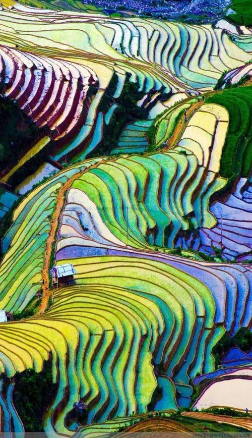 了解绘画方法,老师进行示范,先用黑色油画棒勾画出梯田的大致轮廓,再