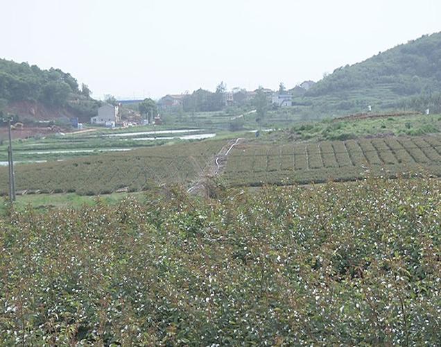 王刚检查枫彩四季项目建设情况_云上大冶