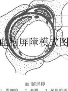 血脑屏障