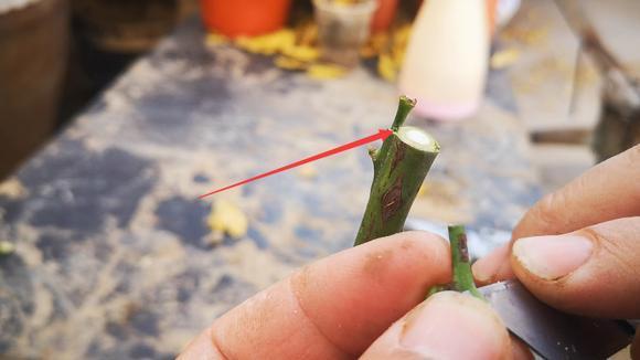 嫁接月季时,千万不要犯这样的错误,不然嫁接成活也是白搭